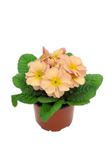 Primrose peach with yellow (Primula vulgaris) isolated on white		