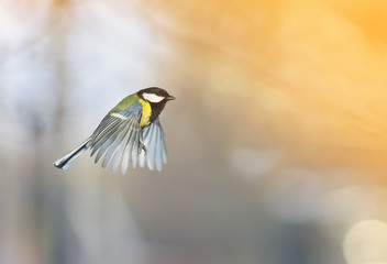  little bird tit flutters in the spring garden and flies to the sun