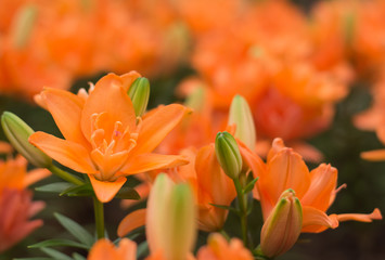 Beautiful orange tulips in garden