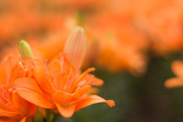 Beautiful orange tulips in garden