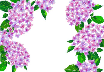 Garden Pink Hydrangea flowers. Botanical illustration in hand drawn style. Lilac Flowers isolated. Vector floral design for textile prints, wedding birthday card.