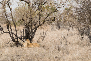Leone