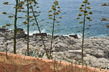 Wild coastal plants on sea rocks with a sea below