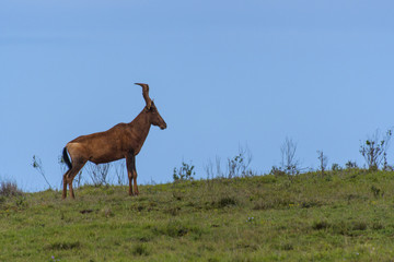 Animali