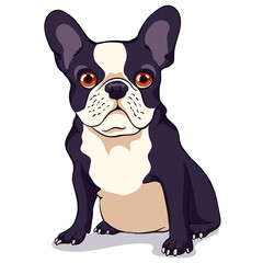 Cute French bulldog with a black and white color of wool on a white background. Cartoon character. Vector illustration.