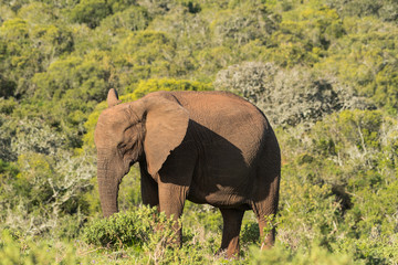 Elefante