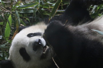 Close up Lazy Fluffy panda eating Bamboo, Chengdu, China