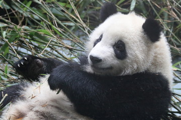 Obraz na płótnie Canvas Fluffy Giant Panda in China