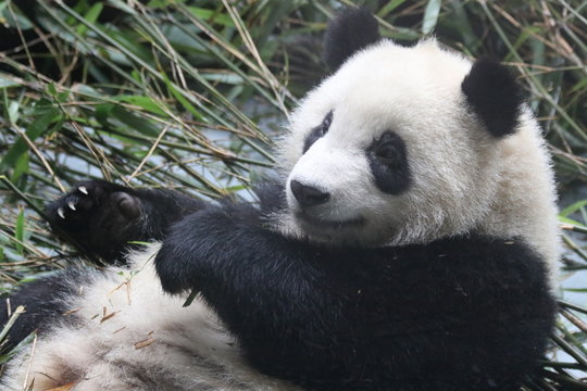 Fluffy Giant Panda in China