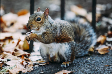 Fluffy Squirrel eating a nut on  the road in a park