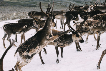 Wild reindeer's  fighting In mountains of Norway 