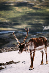 Norwegian reindeer standing in a snow patch