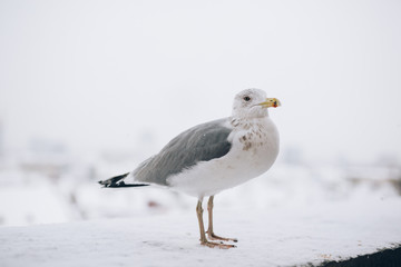 Seagull Standing on a Snowy edge in winter