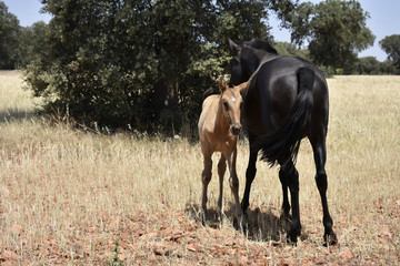 Mare with foal