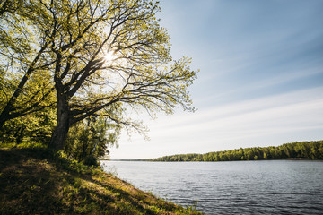 Sun Shining trough a tree in sunny summer day in river shore