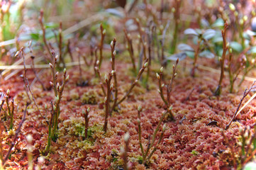 Young shoots of plants break through the ground.
