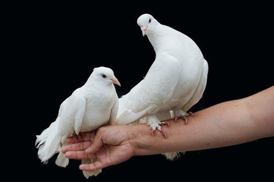 Two pigeons sitting on a gentle female hand on an isolated black background