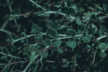 Plant background