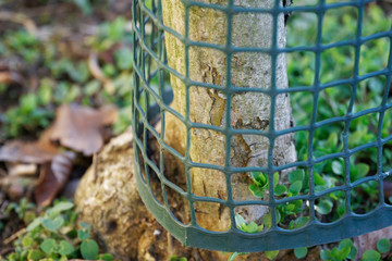 A trunk of wood wrapped with knitting steel mesh or net