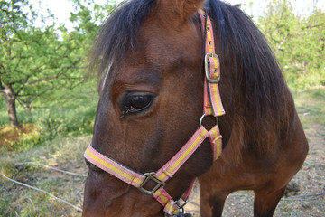 Brown horse in farm