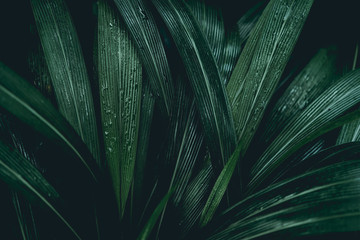 Plant background © FornStudio