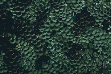 Plant background