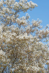 Blühende Felsenbirne, Amelanchier