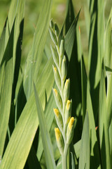 Buds of yellow gladiolus on background of green leaves in garden