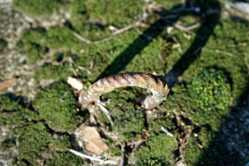 Rusty Clip for old concrete slabs with moss, outdoor background