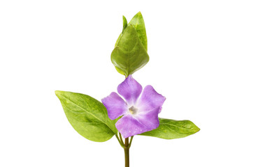 Periwinkle flower and foliage