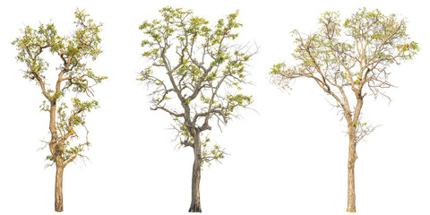Tree on white background