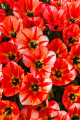 tulips in spring field