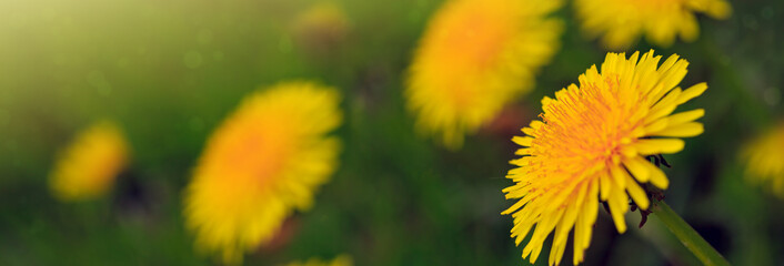Yellow dandelion background.