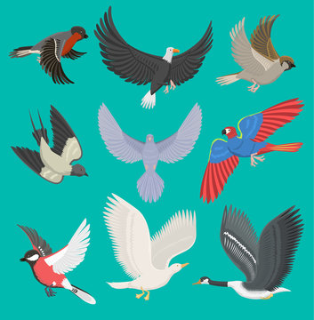 Fllying birds vector illustration cartoon cute fauna feather flight animal silhouette spring freedom natural concept. Wildlife drawing isolated fly birds with wings © Vectorwonderland