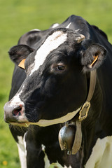 Obraz na płótnie Canvas Portrait of a Black and White Cow with Cowbell