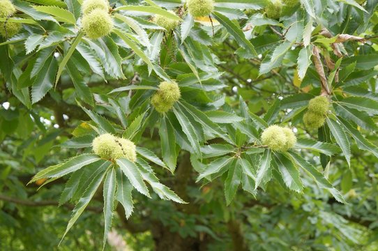 Green chestnut burrs on the tree in autumn