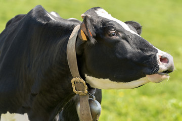 Portrait of a Black and White Cow with Cowbell