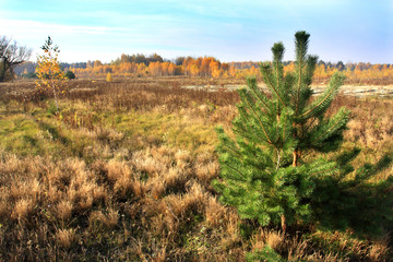 Obraz premium Grassy and wooded meadows of Masovia region in central Poland in autumn season