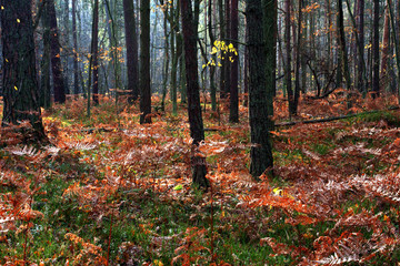 Wooded landscape of an European mixed forest thicket in autumn season in central Poland