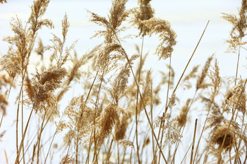 Thicket of reeds in a winter season