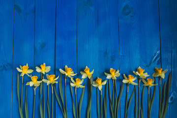 Yellow flowers daffodils on blue wooden table. Beautiful Colorful Greeting Card for Mothers Day, Birthday, March 8. Top view,