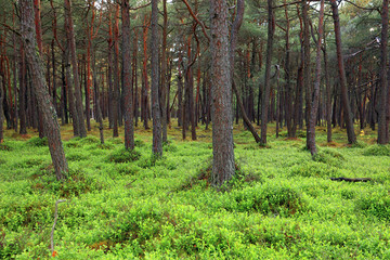 Thicket of trees and bushes of a natural forest in a summer season