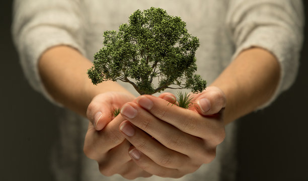 Hände halten Baum