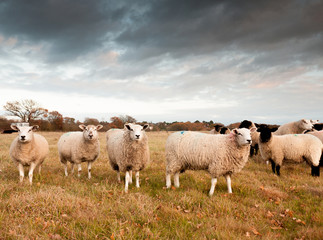 Fototapeta na wymiar beautiful outside farm scene with white sheep looking at camera, moody sky