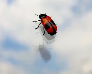 Ant bag beetle with its reflection