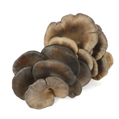 Gray mushrooms In white background