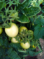 Green immature tomatoes on a branch. Fresh harvest of vegetables in the garden. Healthy organic food.