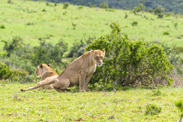 Leone
