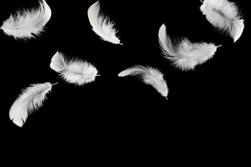 Abstract white feathers falling in the dark, isolated on black