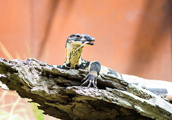 Lace monitor sitting in the sun